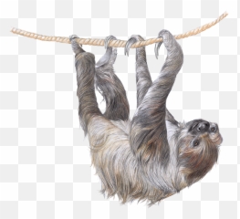 Two - Toed Sloth Im Zoo Rostock Erleben Pygmy Sloth Emoji,Sloth Emoticon Facebook