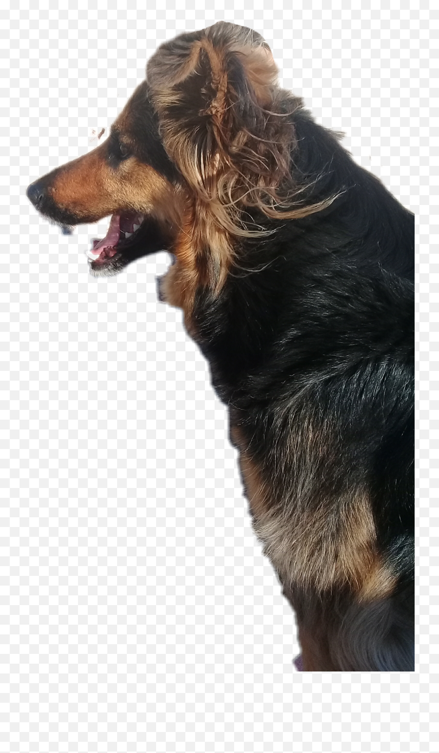 The Most Edited Mechiyflor Picsart - Vulnerable Native Breeds Emoji,German Shepherd Emoji Android