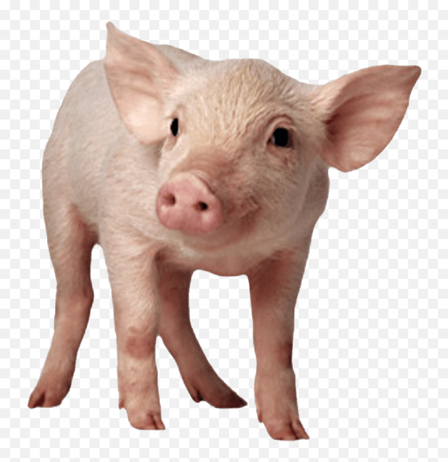 Pig Transparent Images - Pig Png Emoji,Pig Emoji Mages Transparent Background