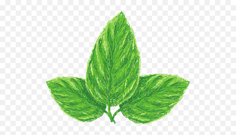 Jomaplaon U2013 Canva Emoji,Basil Leaf Emoji