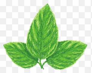 Jomaplaon U2013 Canva Emoji,Basil Leaf Emoji
