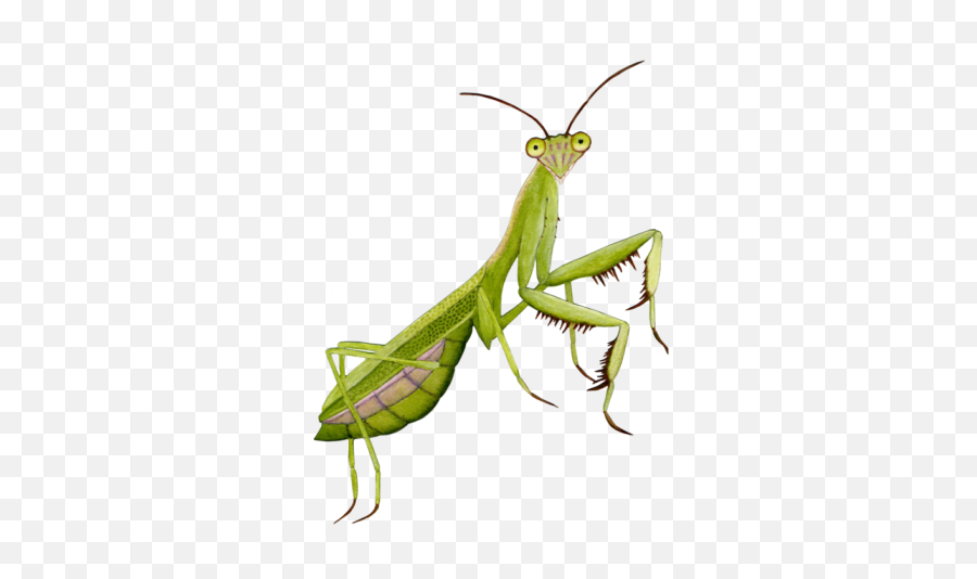 Insects - Png Press Emoji,Praying Mantis Emoji