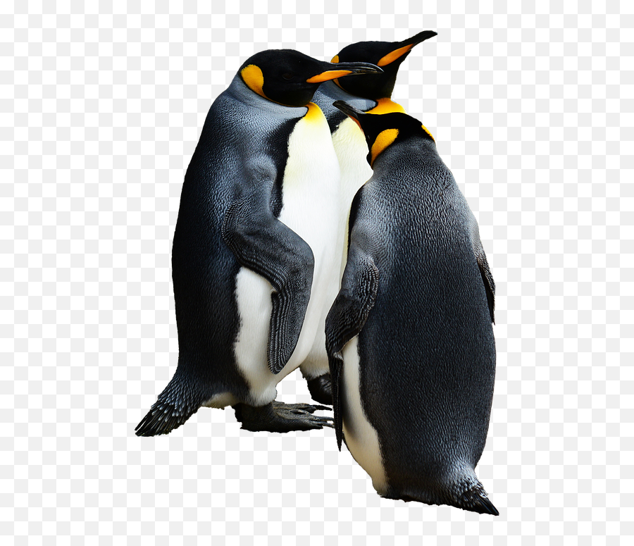 Penguin Penguins Terrieasterly Sticker By Territales - Penguins Png Emoji,Penguins Emoji