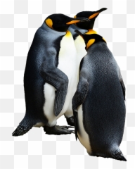 Penguin Penguins Terrieasterly Sticker By Territales - Penguins Png Emoji,Penguins Emoji