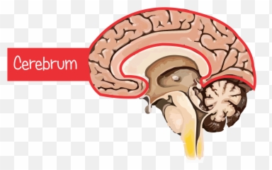 Introduction - Brain Emoji,Brain And Emotions