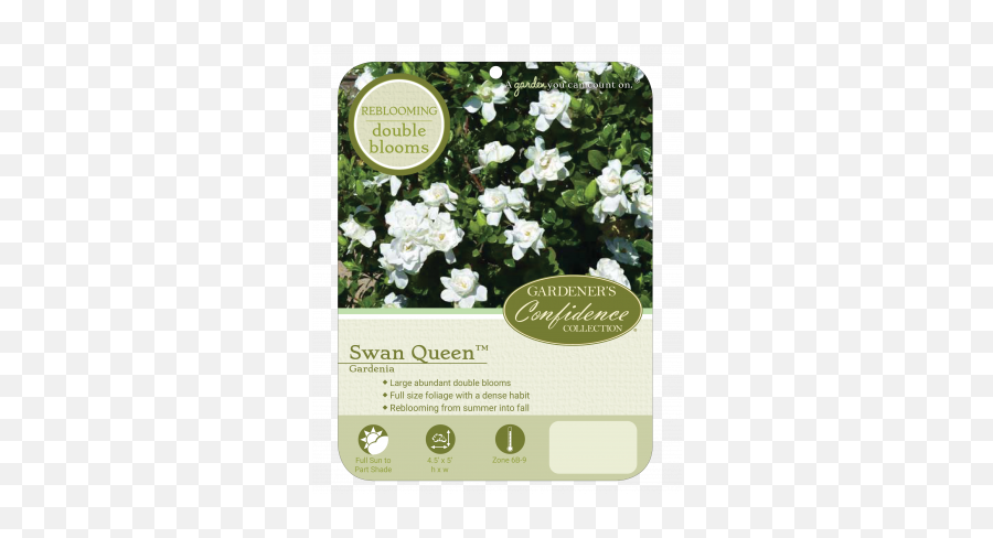 Swan Queen - Swan Queen Gardenia Emoji,Picture Of Sweet Emotion Abelia In Garden
