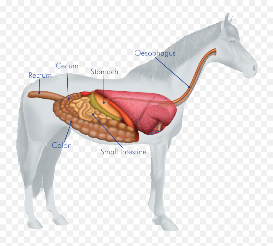 The Horses Digestive System - Horse Digestive System Emoji,Horse Emotions For Kids