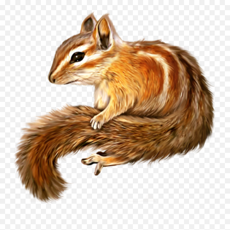 Chipmunk Clipart Cute Drawing Chipmunk Cute Drawing - Clipart Chipmunk Png Emoji,How Todraw The Worried Emoji