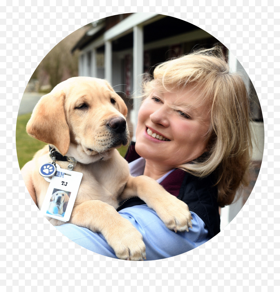 Guiding Eyes Puppy Wearing Ai Powered - Collar Emoji,Dog With So Emotion In Eyes