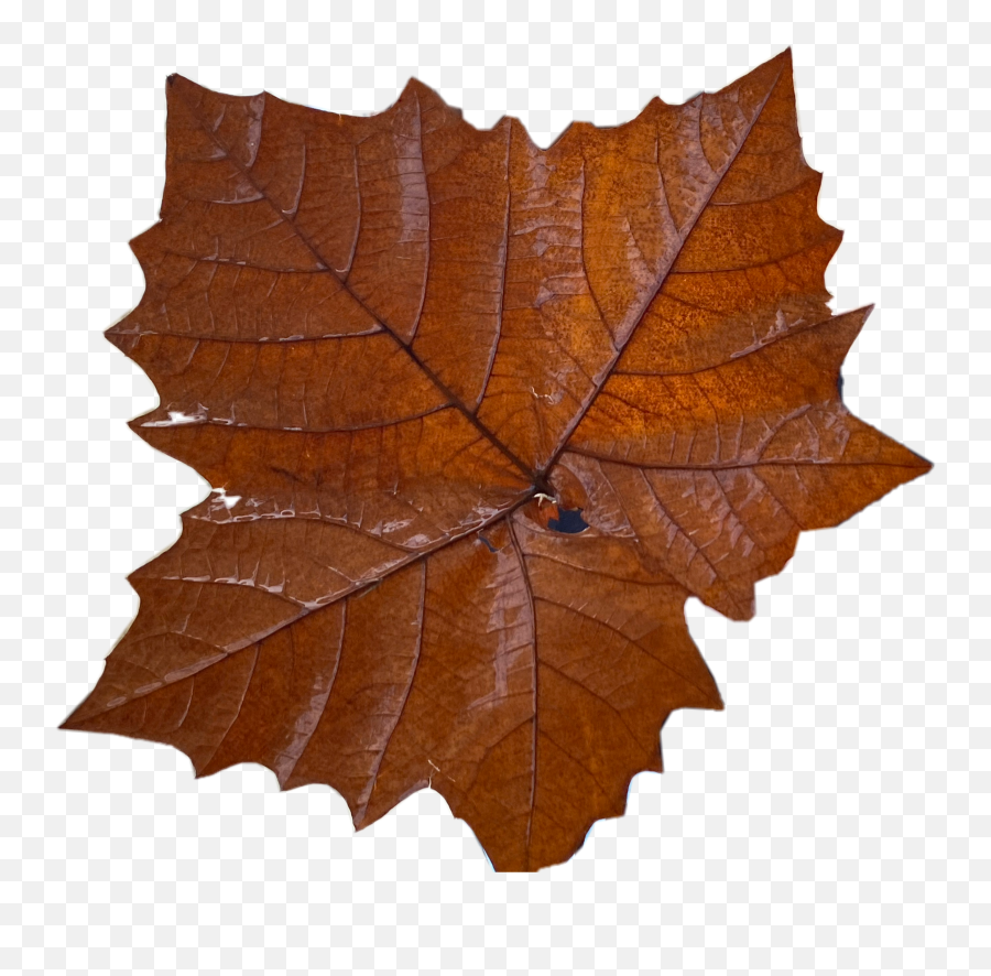 Autumn Fall Leaf Leaves Mapleleaf - Lovely Emoji,Fall Leaf Emoji