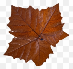Autumn Fall Leaf Leaves Mapleleaf - Lovely Emoji,Fall Leaf Emoji