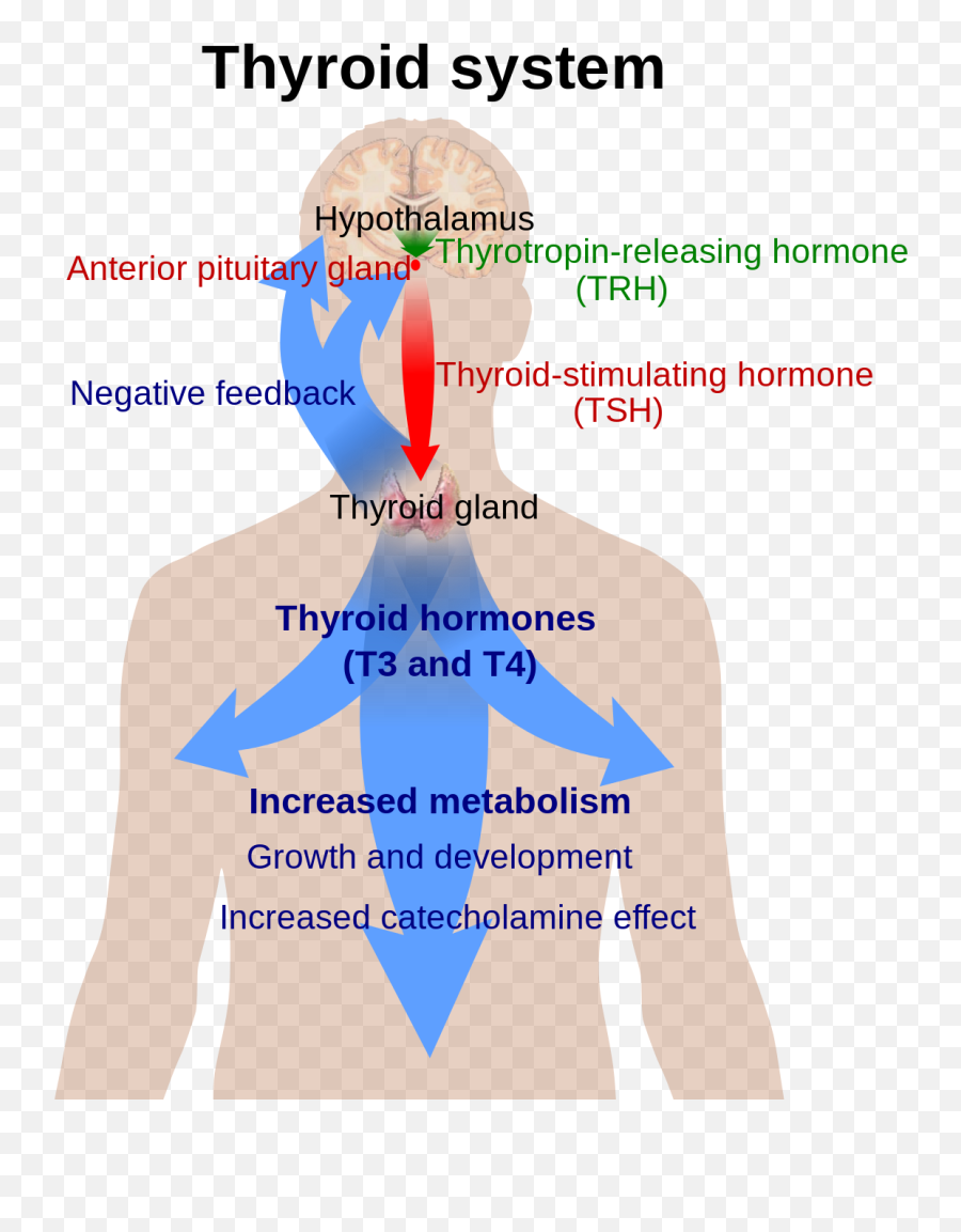 Hypothalamus - Thyroid Hormone Function Emoji,Hypothalamus Emotions