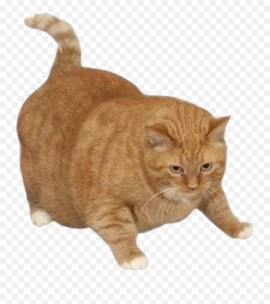 The Most Edited Fatcat Picsart Emoji,Android Emojis Kitty