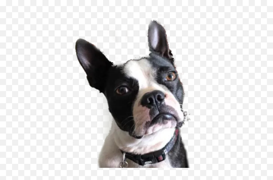 Rd22 By Rd - Sticker Maker For Whatsapp Emoji,French Bulldog Emojis