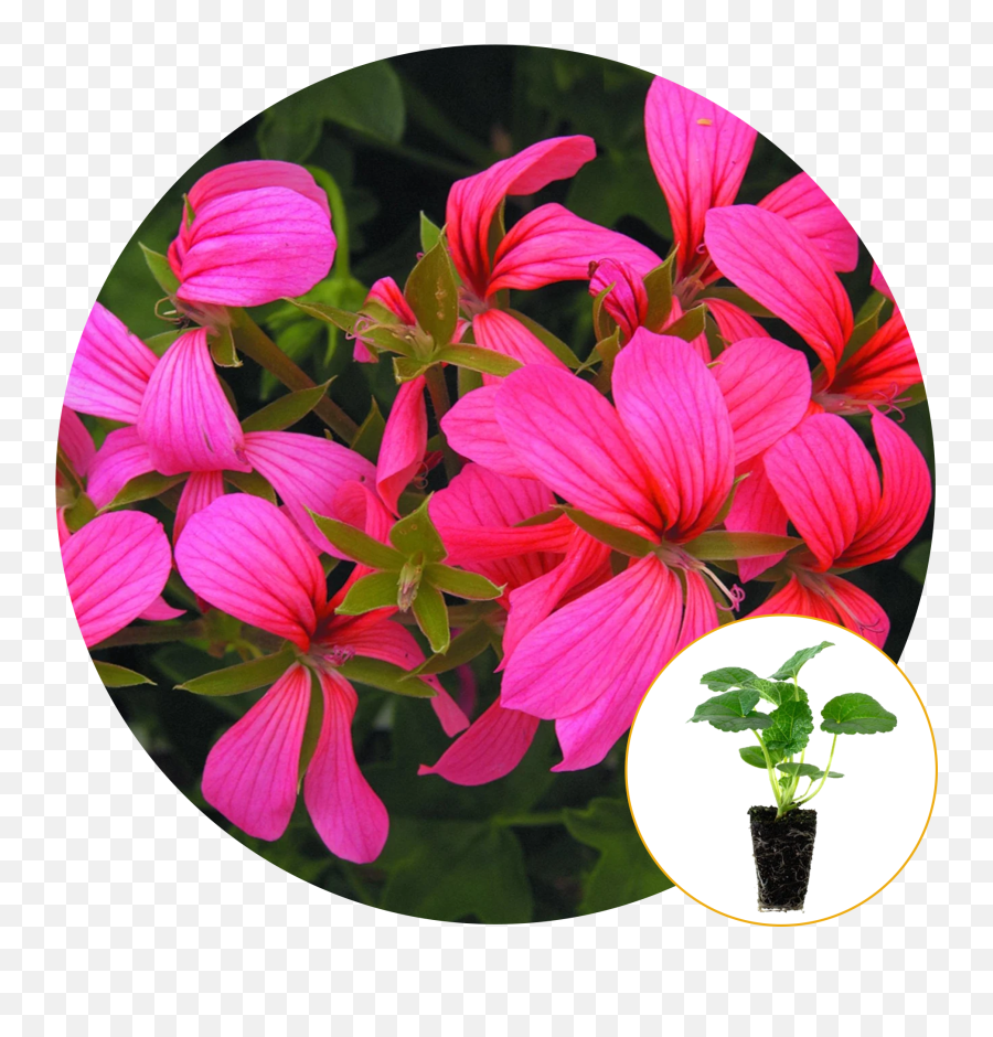 Ferry - Morse Plantlings Live Baby Plants 13in Mini Casacade Pink Geranium 6pack Emoji,Aloe Vera Emoji