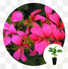 Ferry - Morse Plantlings Live Baby Plants 13in Mini Casacade Pink Geranium 6pack Emoji,Aloe Vera Emoji