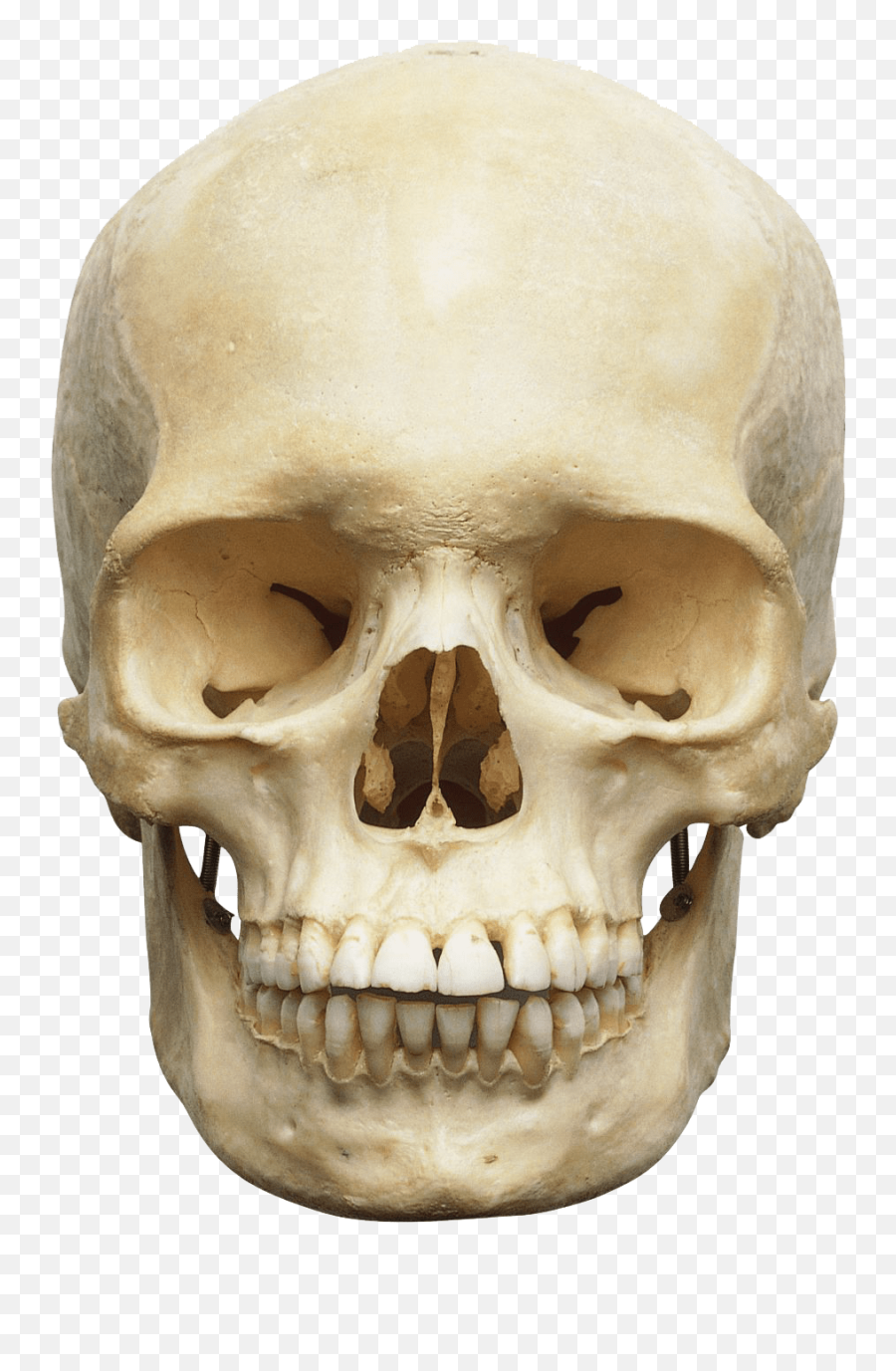 Skull Emoji Sticker Pnglib U2013 Free Png Library - Skeleton Head Transparent,Skull Emoji Transparent Background