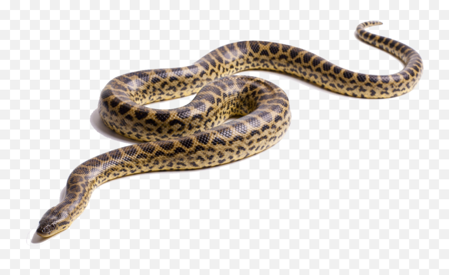 Serpiente Grande Png Hubpng Es - Culebra Png Emoji,Emojis Whatsapp Grandes