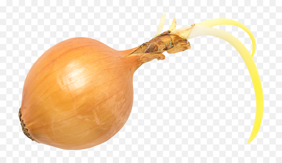 Onion Transparent Png Image - Yellow Onion Emoji,Onions Emoji