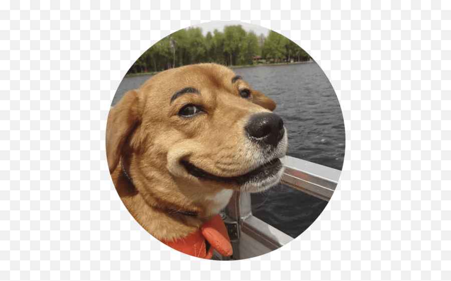 Cute Dog Stickers Whatsapp - Cuteanimals Funny Dog Stickers For Whatsapp Emoji,Yorkie Emoji