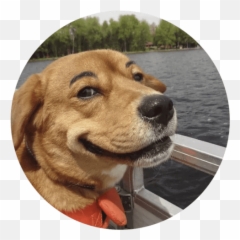 Cute Dog Stickers Whatsapp - Cuteanimals Funny Dog Stickers For Whatsapp Emoji,Yorkie Emoji