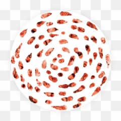 Human Patterns The Four Temperaments - Dot Emoji,Temperaments And Emotions