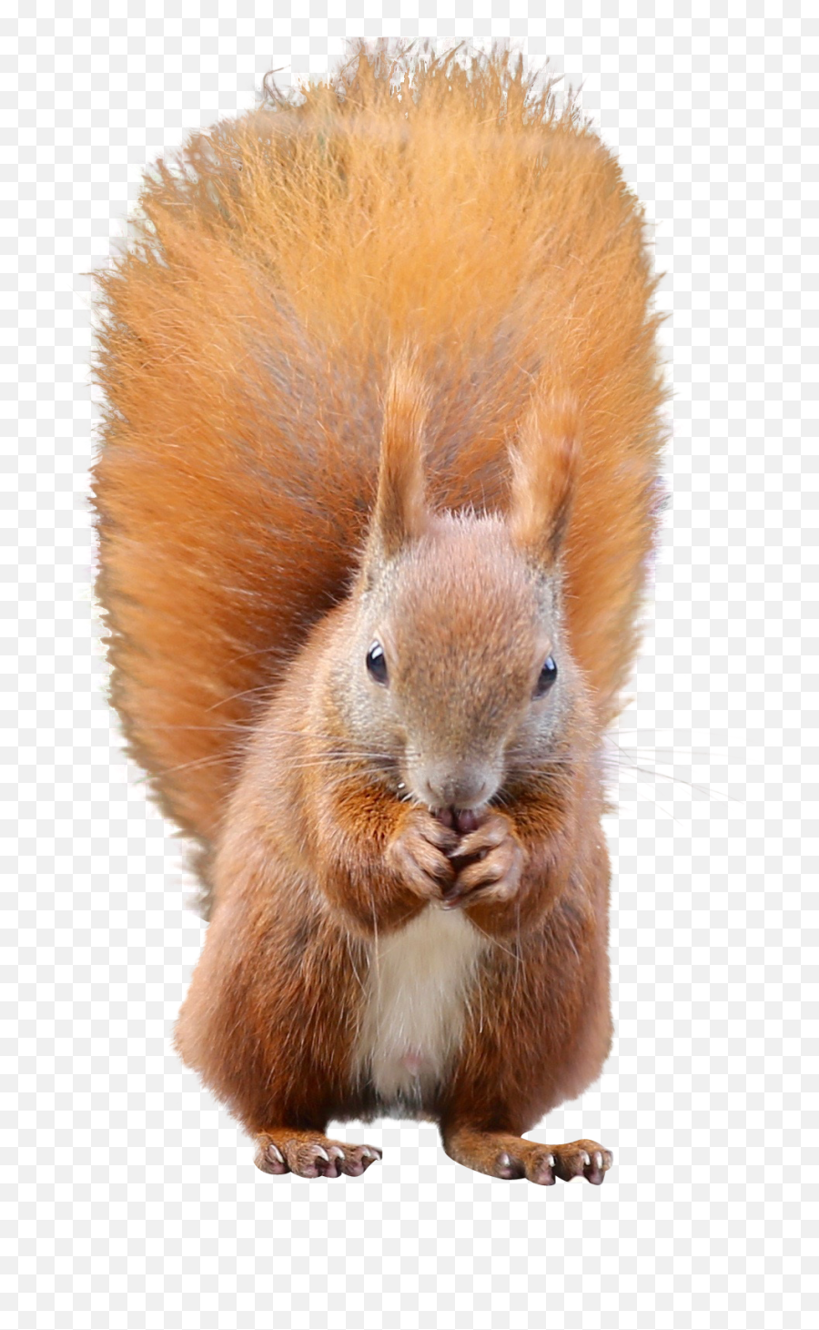Squirrel Png Free Image U2013 Png Lux - Png Squirrel Emoji,Squirtle Emojis