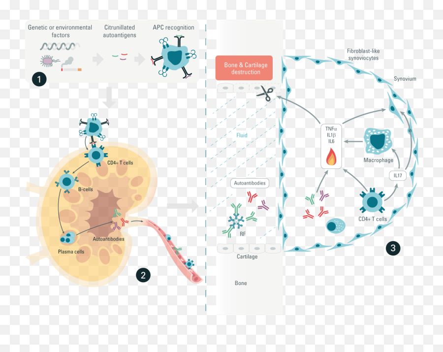 Autoimmunity - By Universe Life Sciences Cisbio Dot Emoji,Monoclonal Emoji