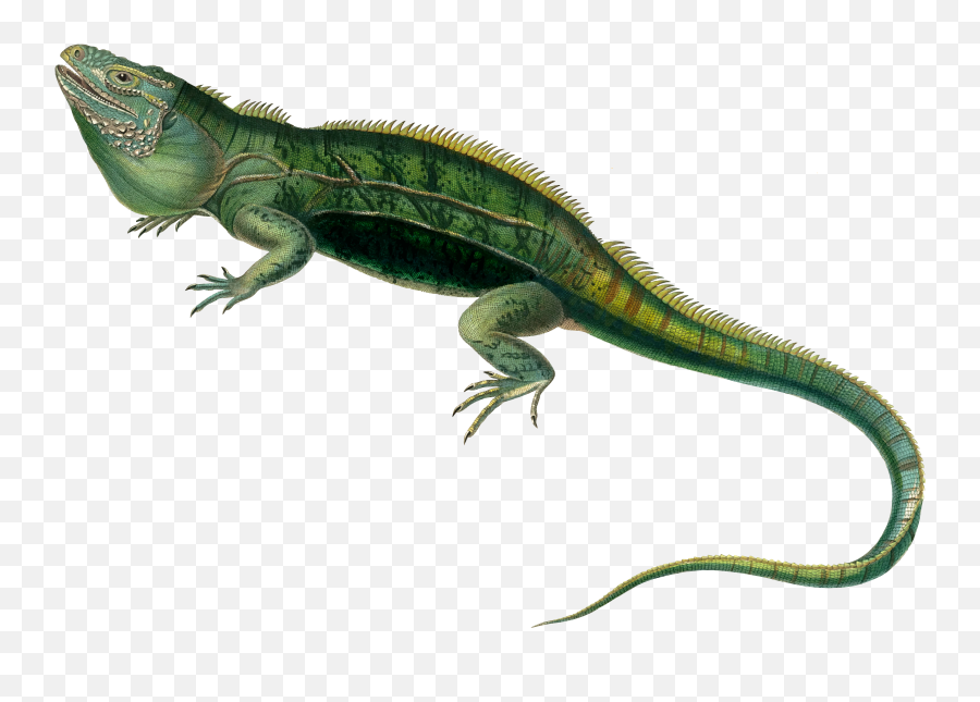 Agamas Lacertids Lizard Reptile Green - Iguana Lizard Png Emoji,Iguana Emoji