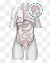 Visceral Manipulation - For Adult Emoji,Visceral Emotions