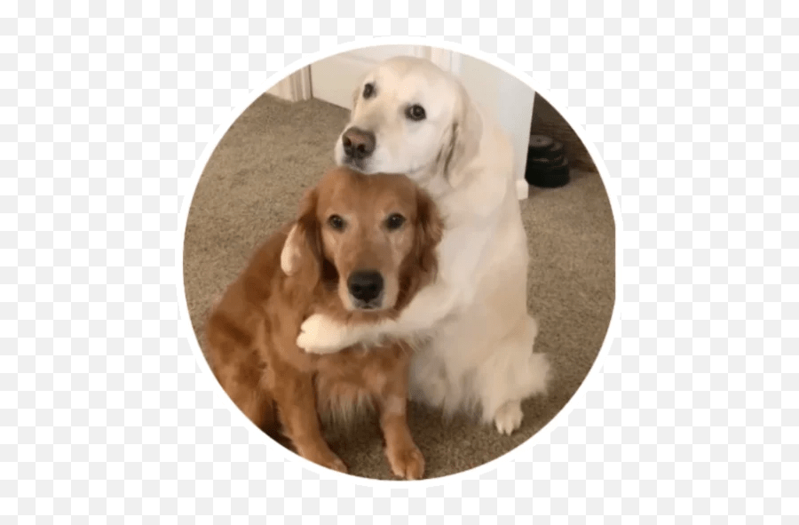 Wholesome Animals Stickers - Live Wa Stickers Emoji,Snarling Dog Emoji Meaning