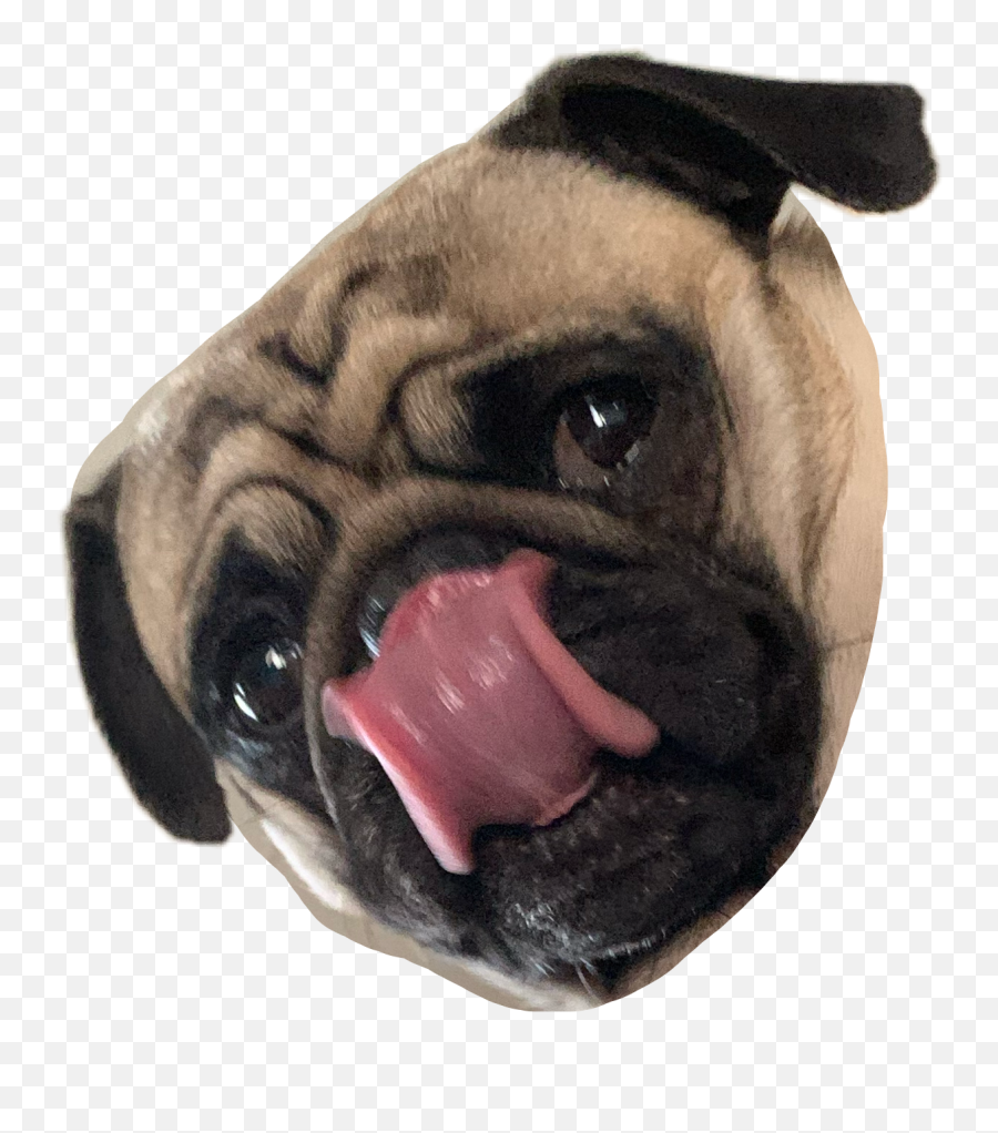 Curly Pug Sticker By Young Fetusu0027 Toenail Clippings - Pug Emoji,Tongue Lick Emoji