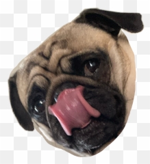 Curly Pug Sticker By Young Fetusu0027 Toenail Clippings - Pug Emoji,Tongue Lick Emoji
