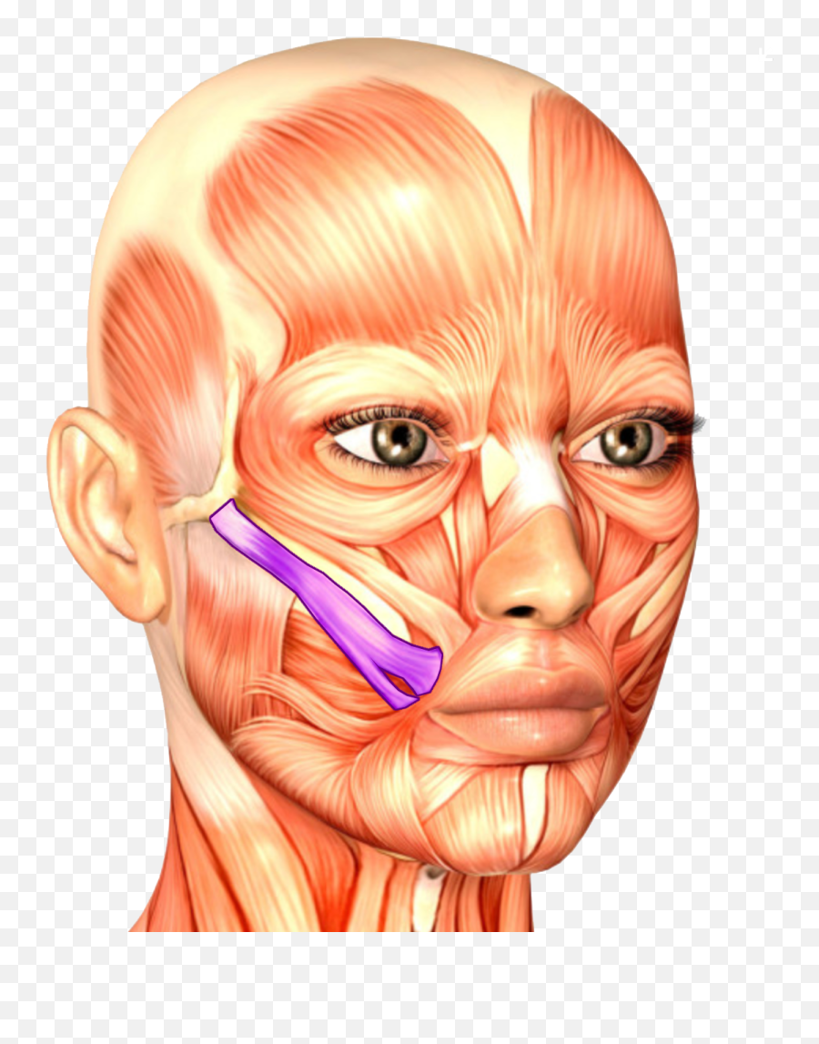 Zygomaticus Major Variations The - Anatomy Drawing Face Emoji,Emoji With Dimples