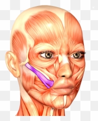 Zygomaticus Major Variations The - Anatomy Drawing Face Emoji,Emoji With Dimples
