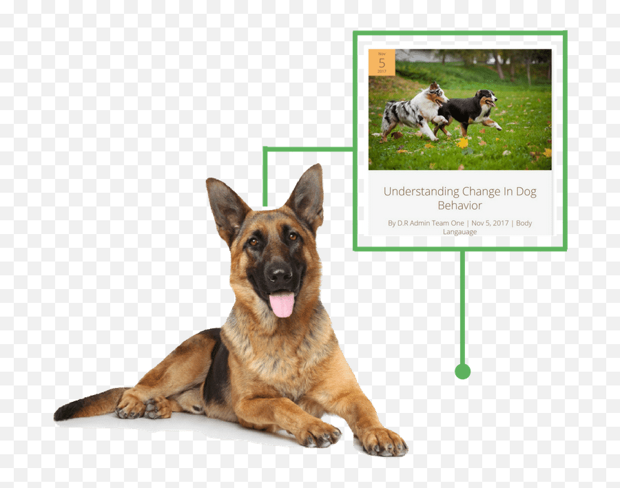 Body Langauage Archives - German Shepherd Puppy Emoji,How To Tell German Shepherds Emotions By Their Ears