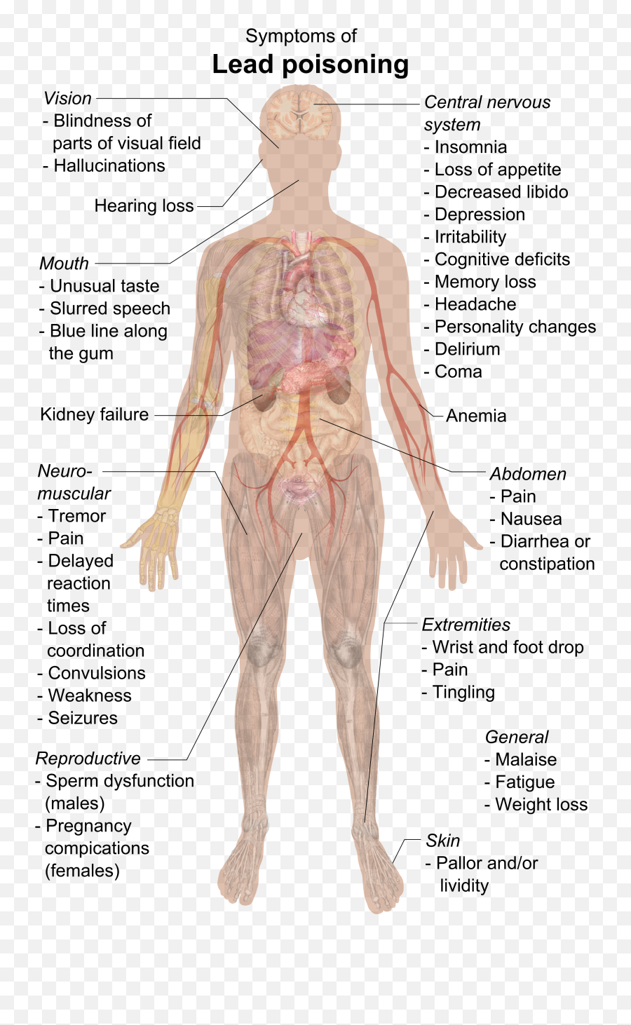 Patriotic Posters - Happens If You Eat Pencil Lead Emoji,Emotions And Our Organs Posters