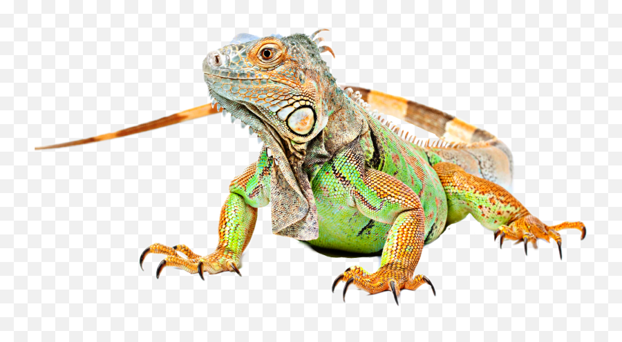 Lizard Iguana Sticker - Green Iguana Emoji,Iguana Emoji