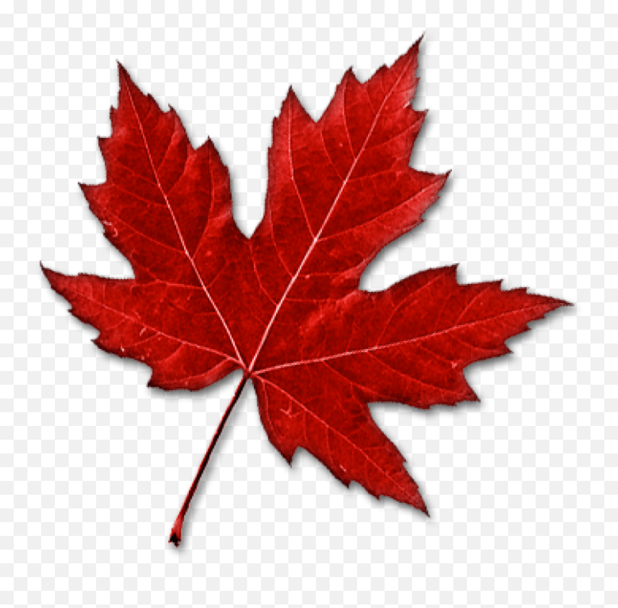 Canada Maple Leaf Clip Art - Canada Png Download 850841 Transparent Maple Leaf Emoji,Red Leaf Emoji