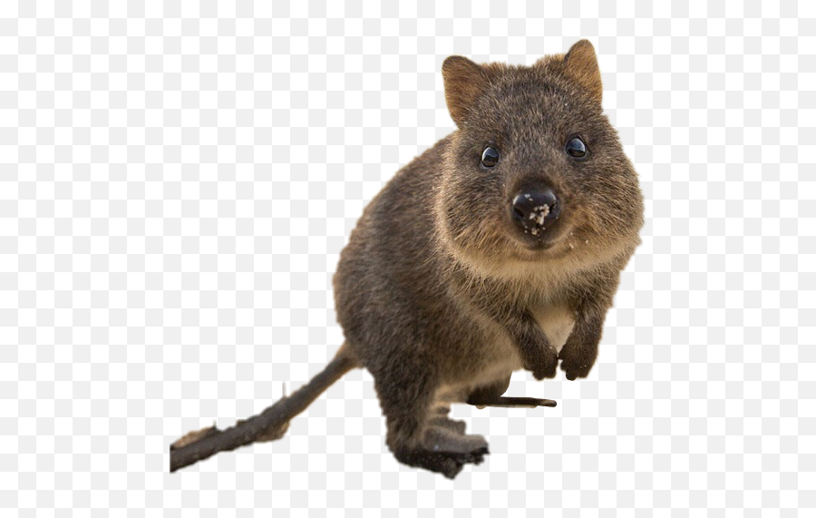 Quokka Freetoedit Sticker - Australian Quokka Emoji,Wombat Emoji