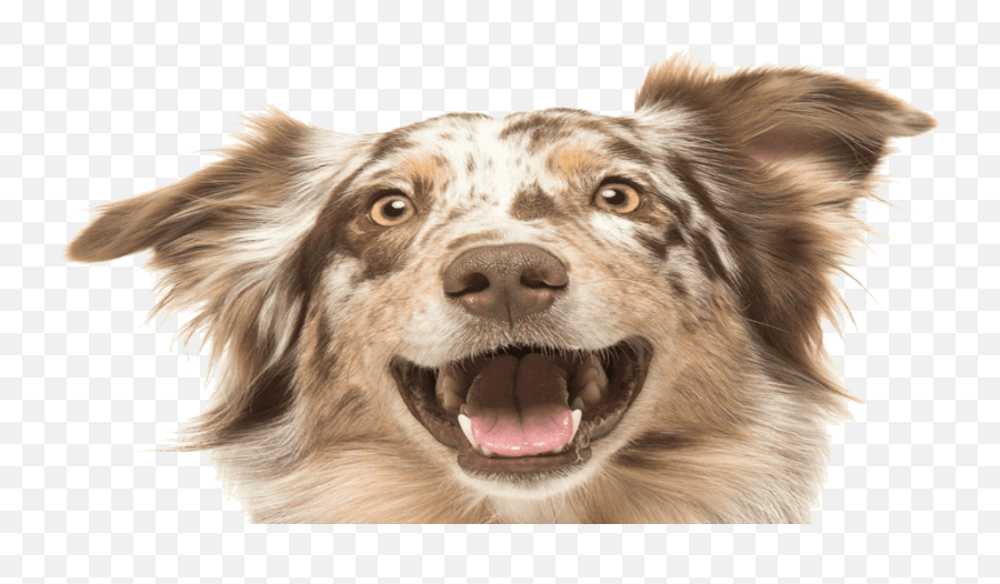 Home Wet Noses Mobile Dog Grooming - Madison Street Animal Hospital Emoji,Dog Emotion 50% Up