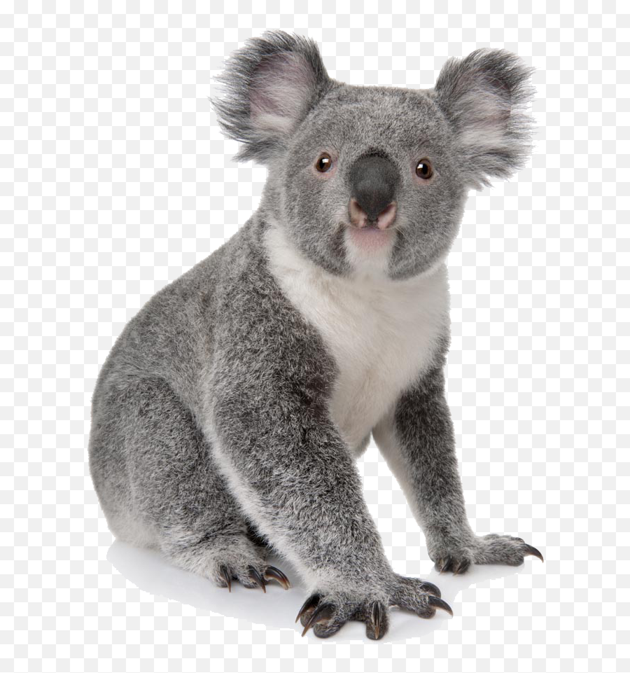 Download Australia Animal Bear Koala - Transparent Background Koala Png Emoji,Wechat Kola Bear Emoticon