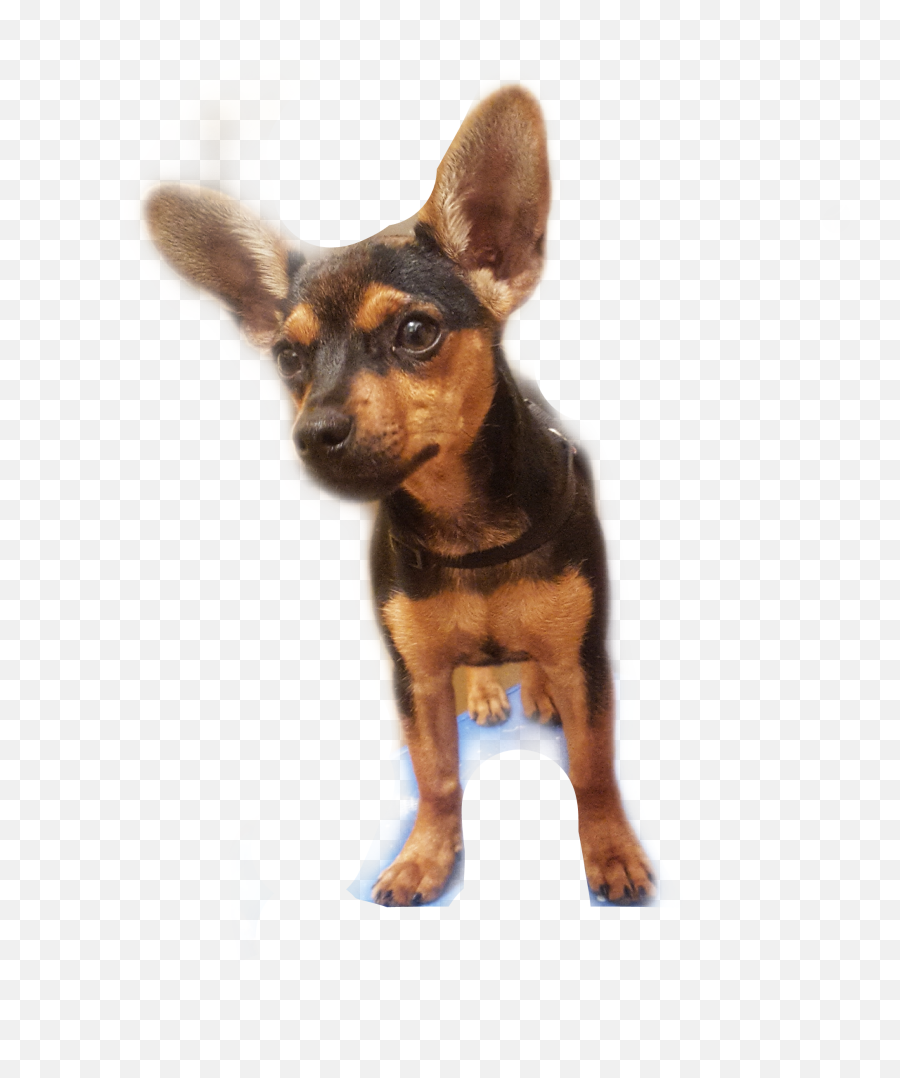 The Most Edited Pinscher Picsart - Vulnerable Native Breeds Emoji,Chihuahua Black Tan Emoji Sticker