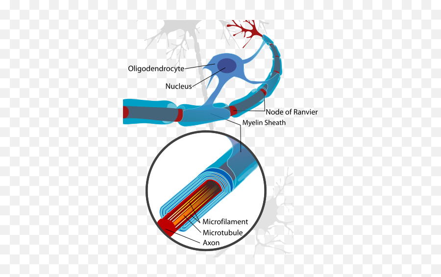 Jesus - Oligodendrocytes Cells Emoji,Stoics And Extermination Of Emotion