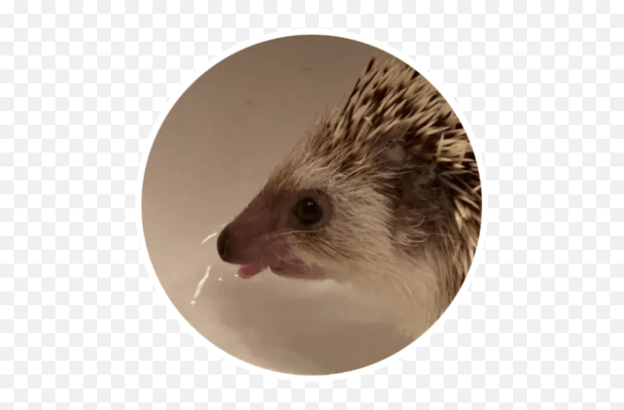 Wholesome Animals Stickers - Live Wa Stickers Domesticated Hedgehog Emoji,What Does The Porxupine Emoticon
