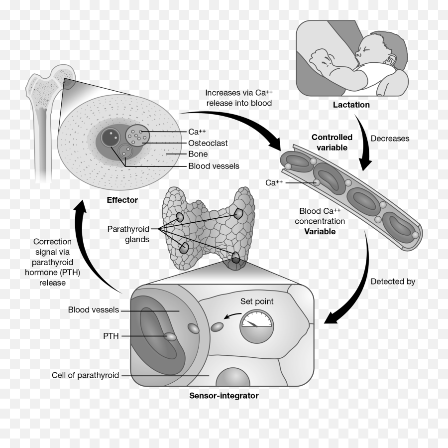 Endocrine System Springer Publishing Emoji,Odors May Elicits A Variety Of Emotions If These Impulses Are Relayed Through The Endocrine System Springer Publishing Emoji,Odors May Elicits A Variety Of Emotions If These Impulses Are Relayed Through The