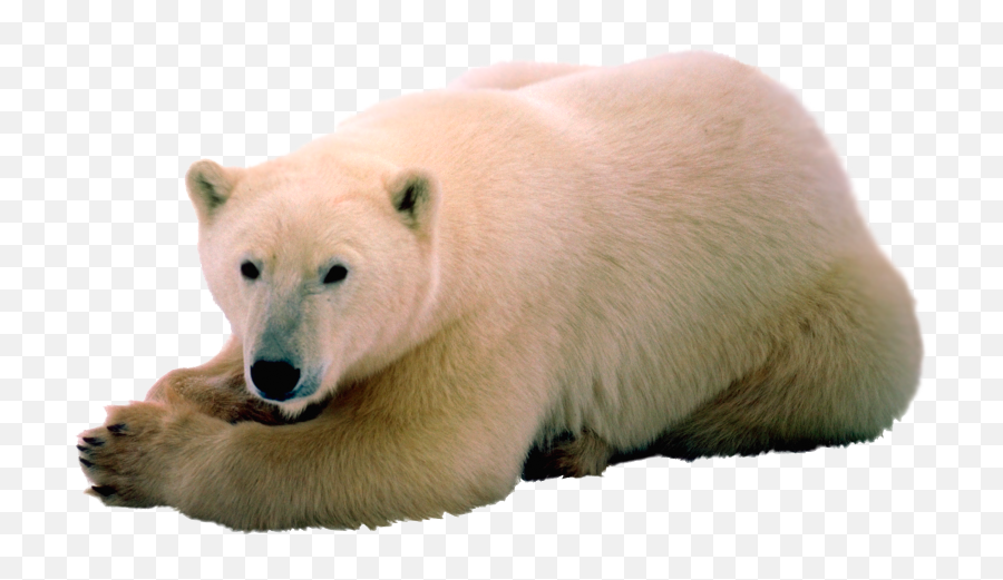 Polar Bear 2 Psd Official Psds Emoji,Pola Bear Emoji