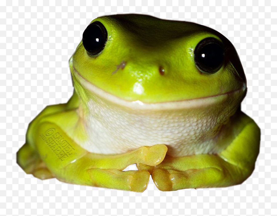 The Most Edited Froggy Frog Picsart - Animal Emoji,Frog And Teacup Emoji