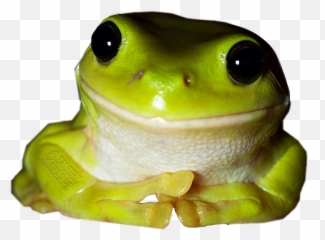 The Most Edited Froggy Frog Picsart - Animal Emoji,Frog And Teacup Emoji