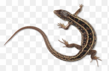Hi 3 - Rat Lizard Droppings Emoji,Alligator Man Emoji